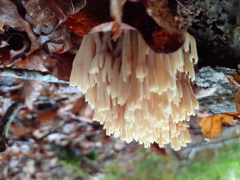 Artomyces pyxidatus (2).jpg