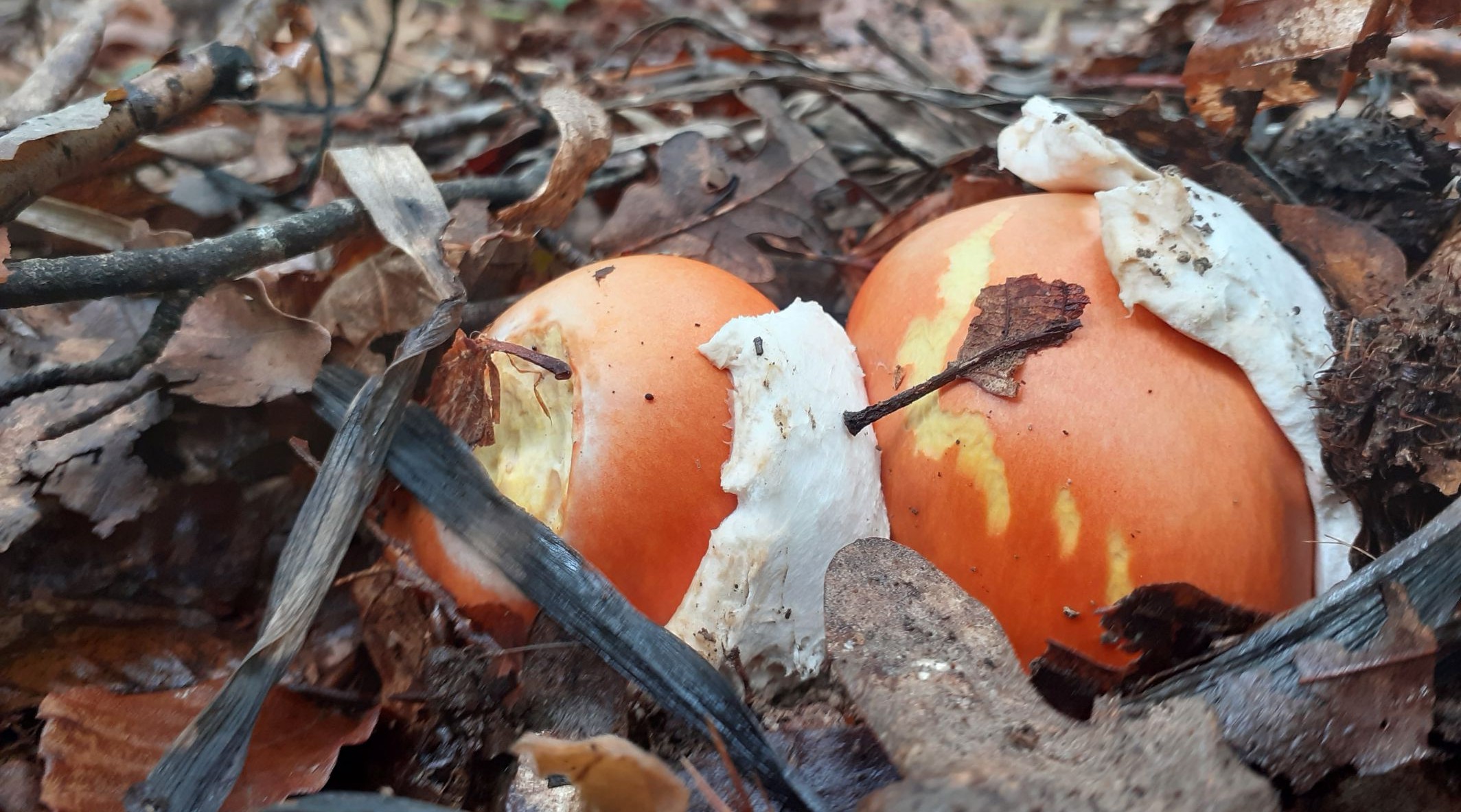 Amanita caesarea.jpg