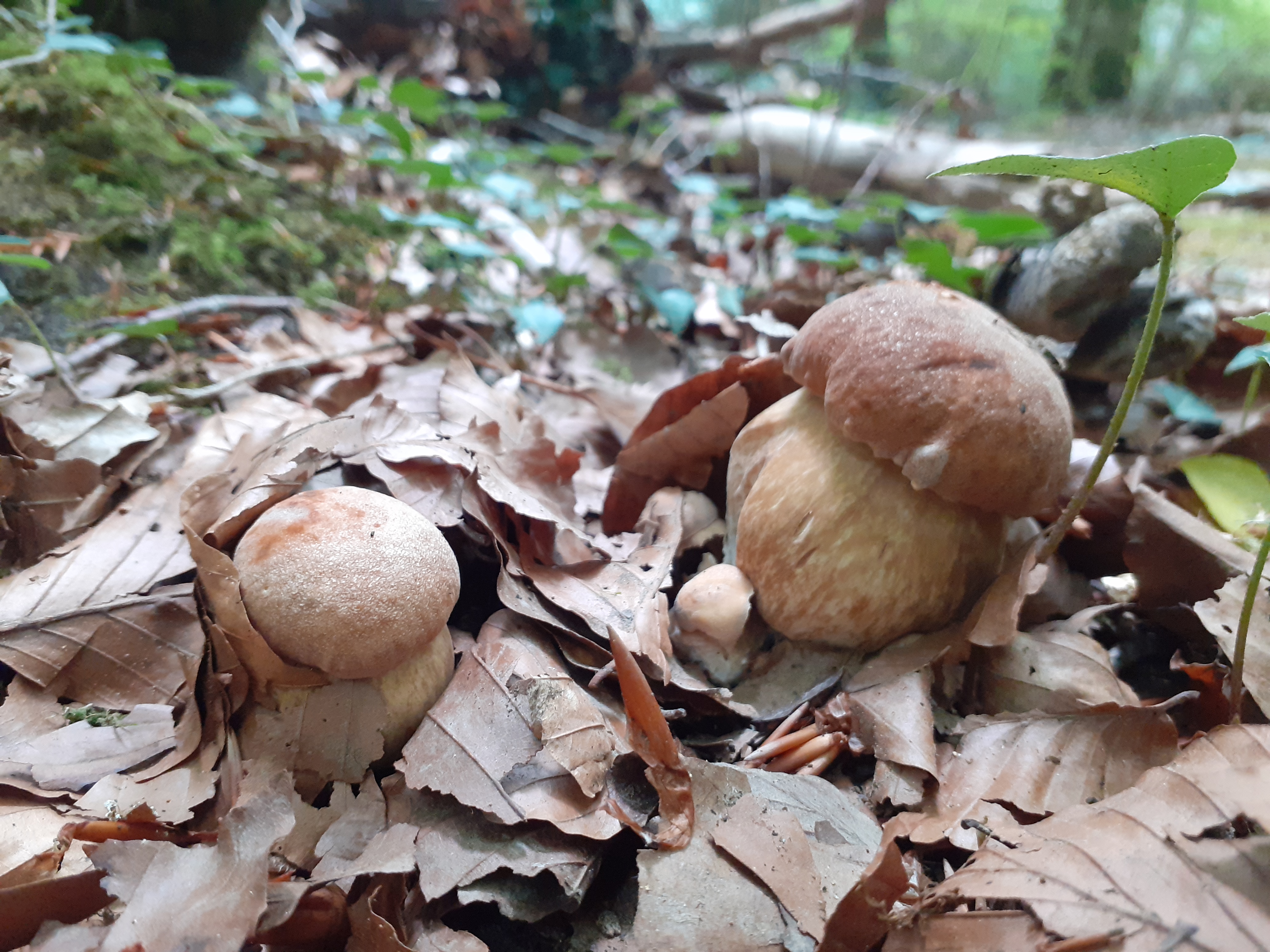 Boletus reticulatus_2022_09_01(9).jpg