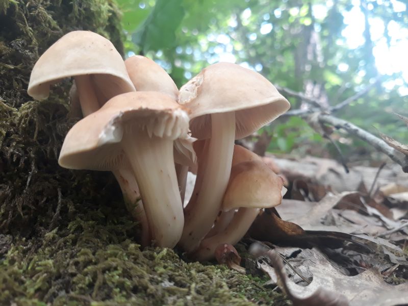Collybia fusipes_2022_06_16.jpg