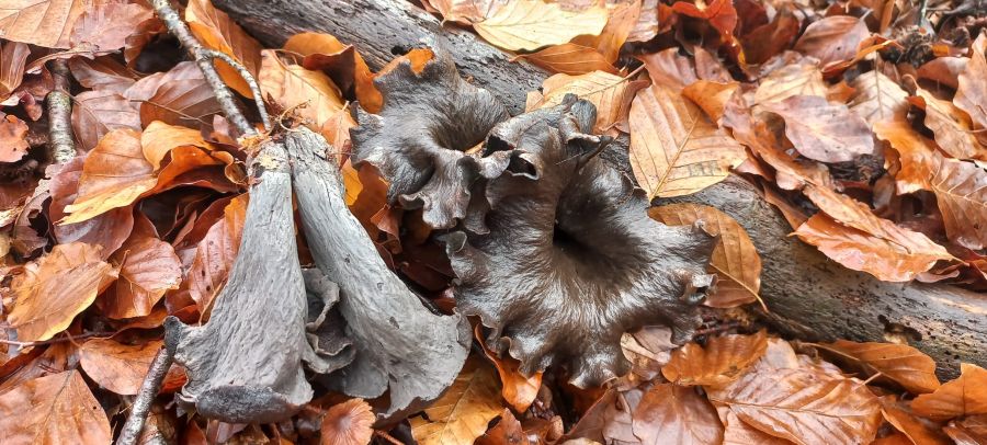 2023-11-25_Craterellus cornucopiopides..jpg