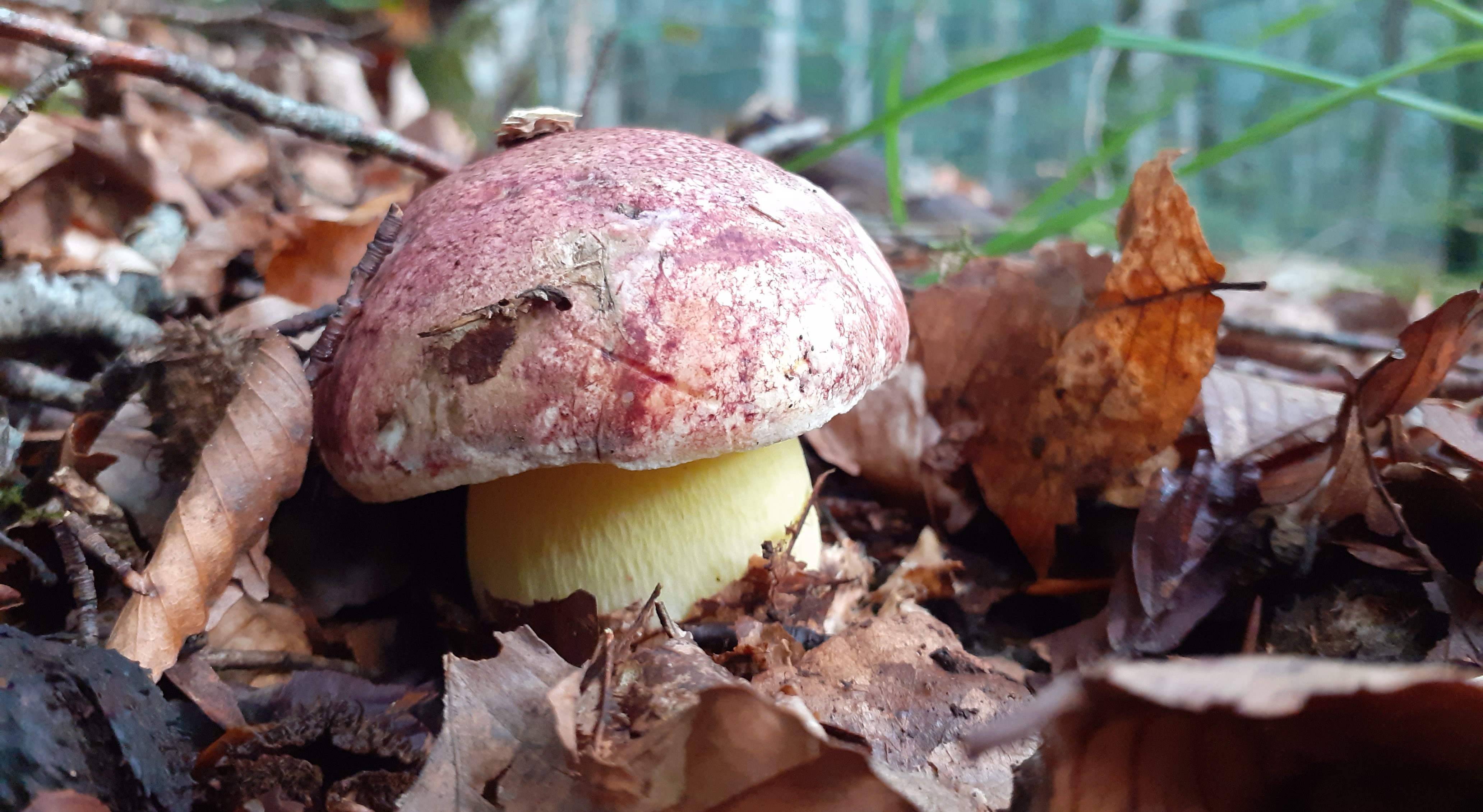 butyriboletus regius.jpg