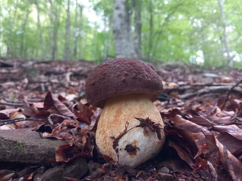 IMG-20250705-WA0018_Boletus pinophilus_Asier Moreno.jpg