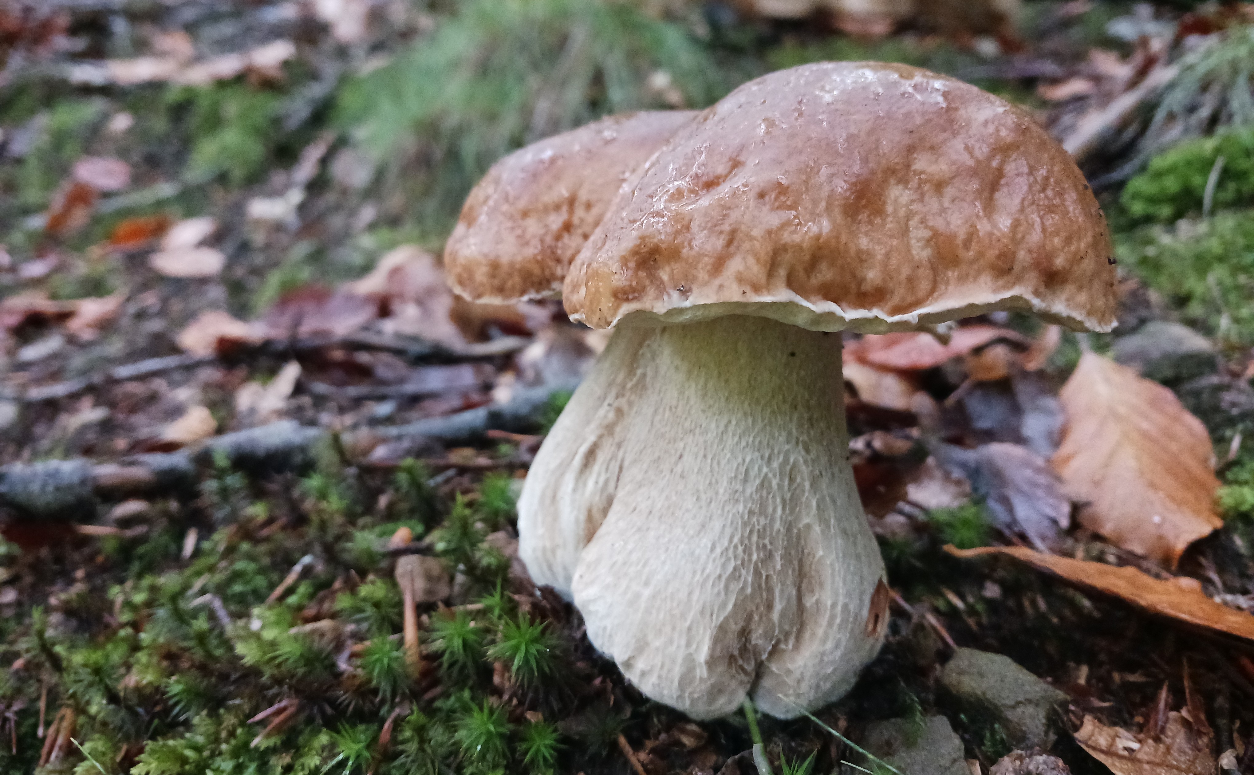 20221012_091232_Boletus edulis.jpg