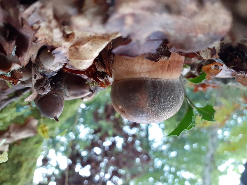 Boletus aereus.jpg