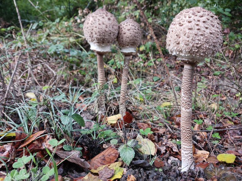 2022-10-12_Macrolepiota procera_4.jpg