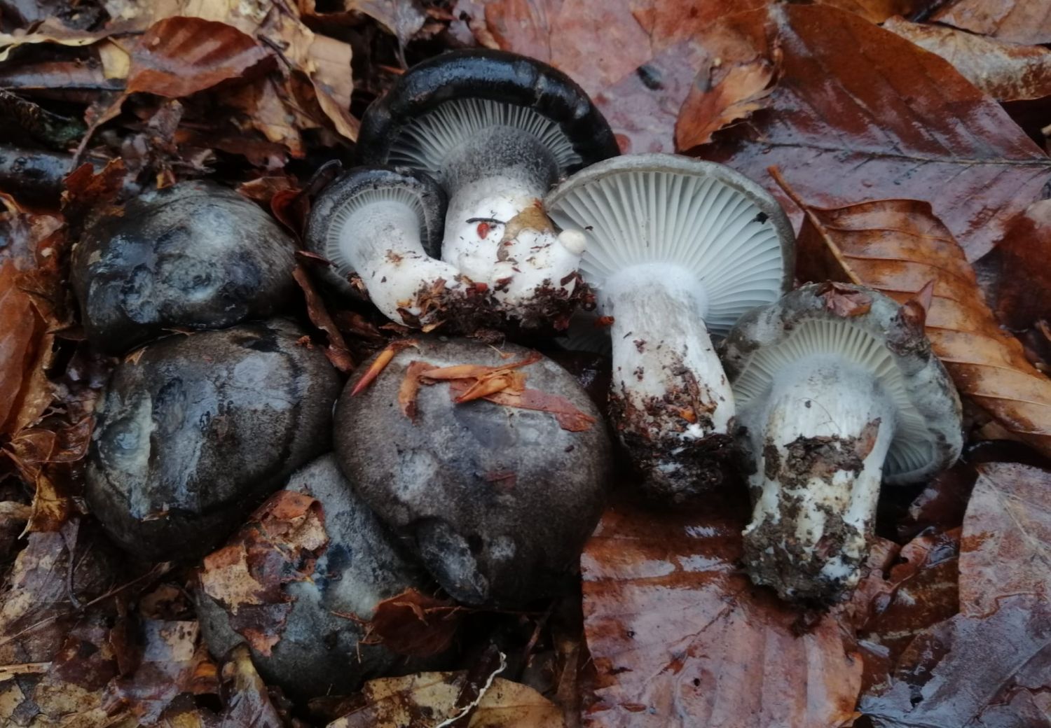 WhatsApp Image 2022-02-11 at 13.14.24.jpg