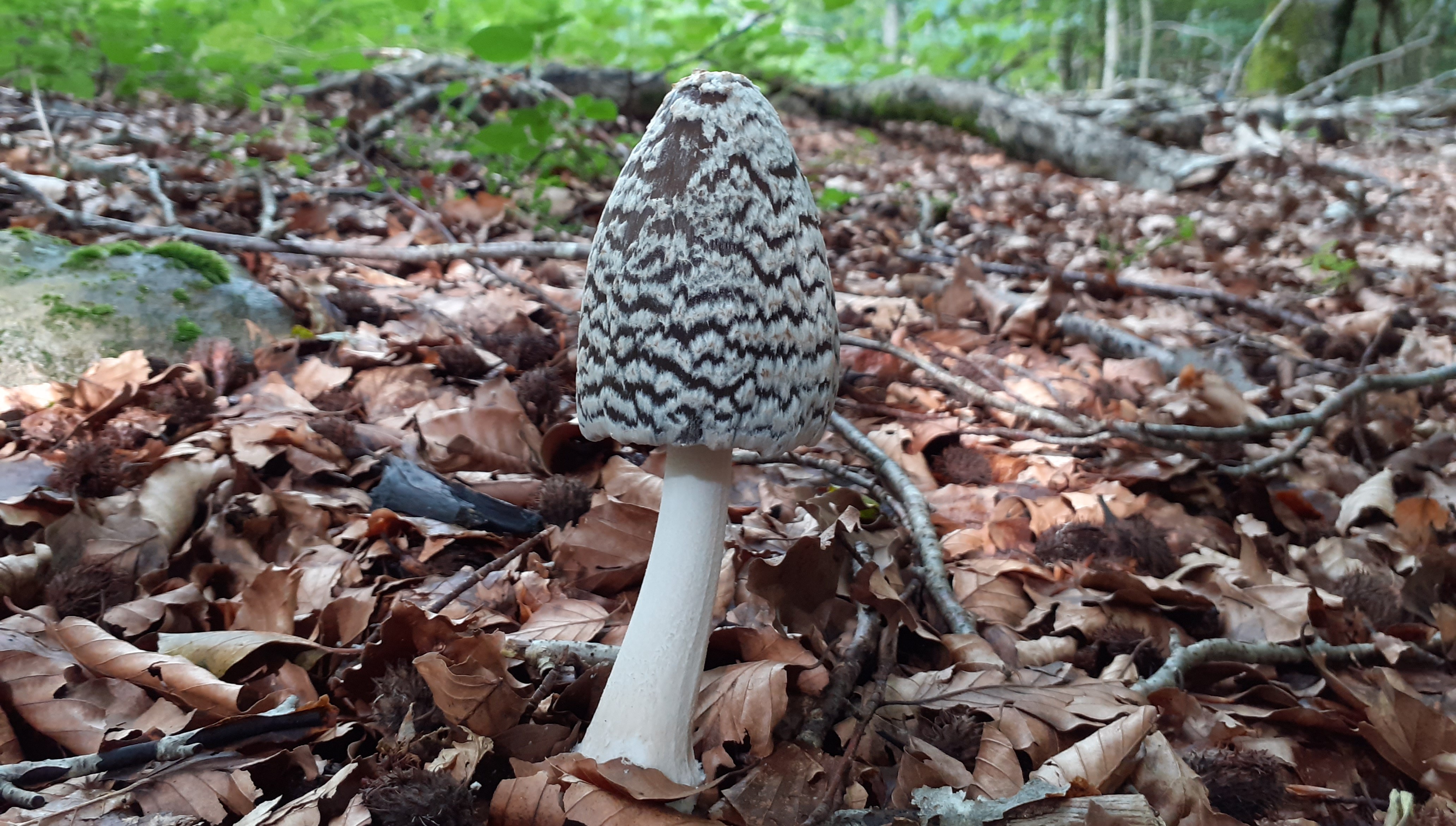 Coprinopsis picacea.jpg