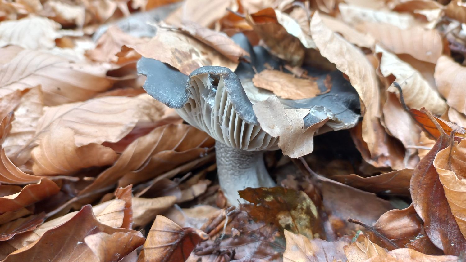 20230310_122340_Hygrophorus marzuolus.jpg