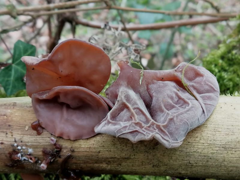 auricularia auricula-judae_2022_03_17(1).jpg