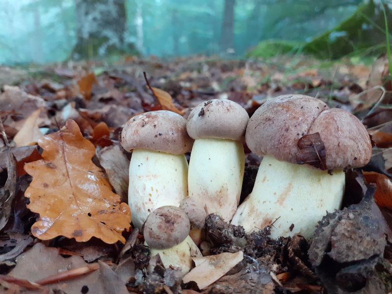 Boletus appendiculatus.jpg