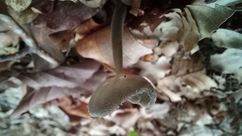 20241001_123246_Helvella macropus.jpg