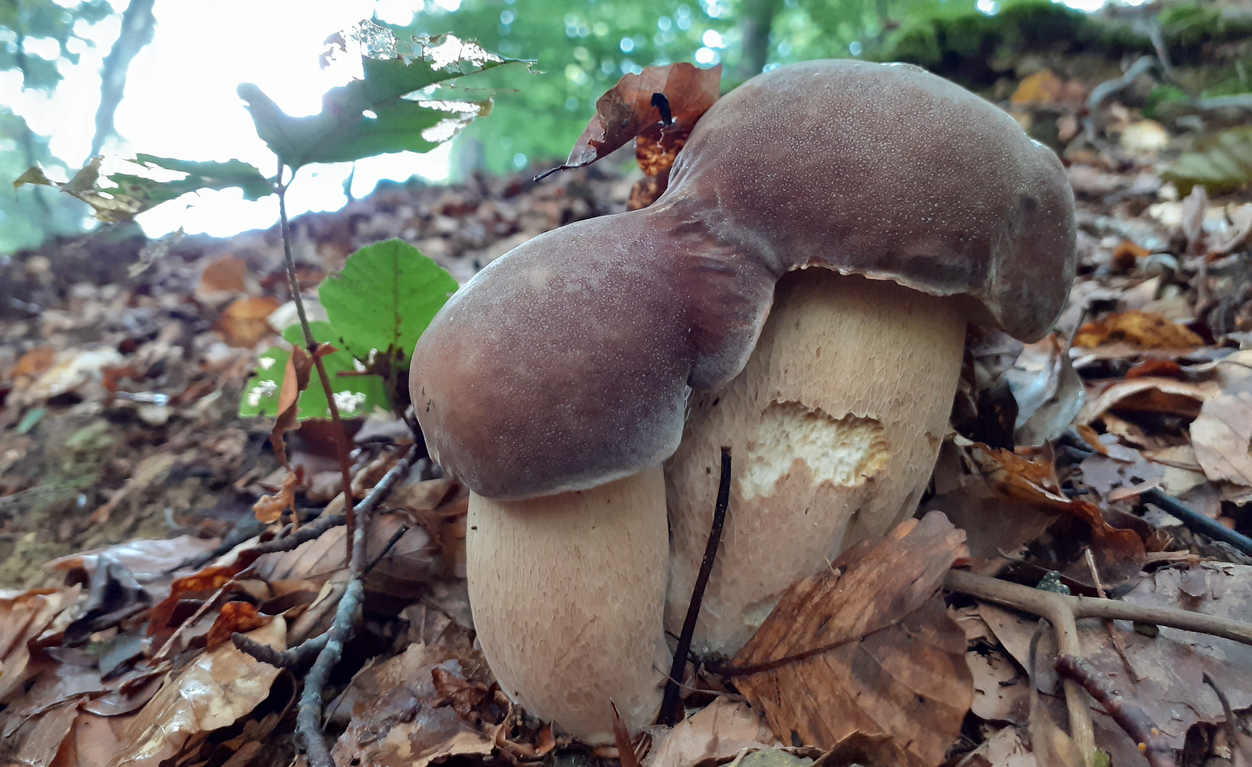 Boletus reticulatus_2021_09_15.jpg