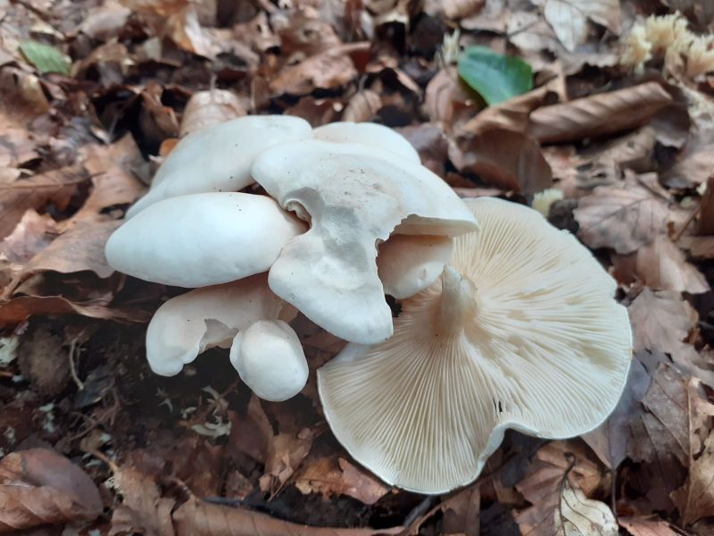 Clitopilus prunulus.jpg
