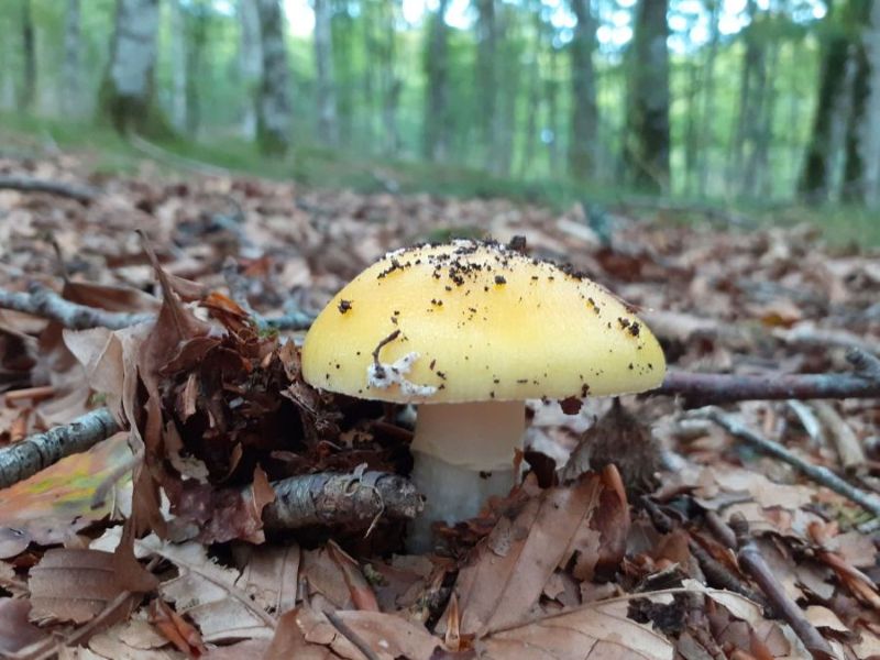 2021_08_25_Amanita gemmata.jpg