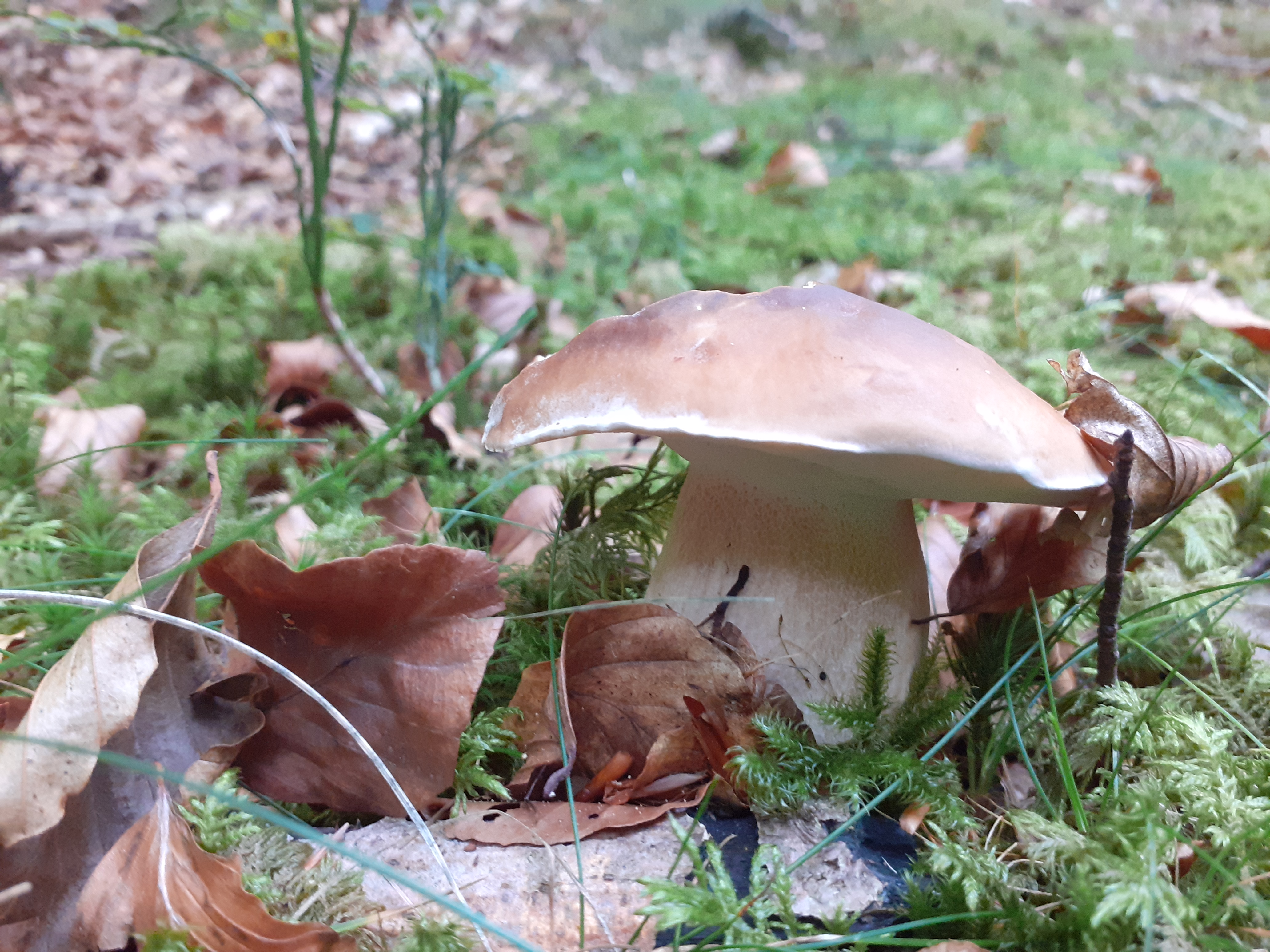 Boletus reticulatus_2022_09_01(1).jpg