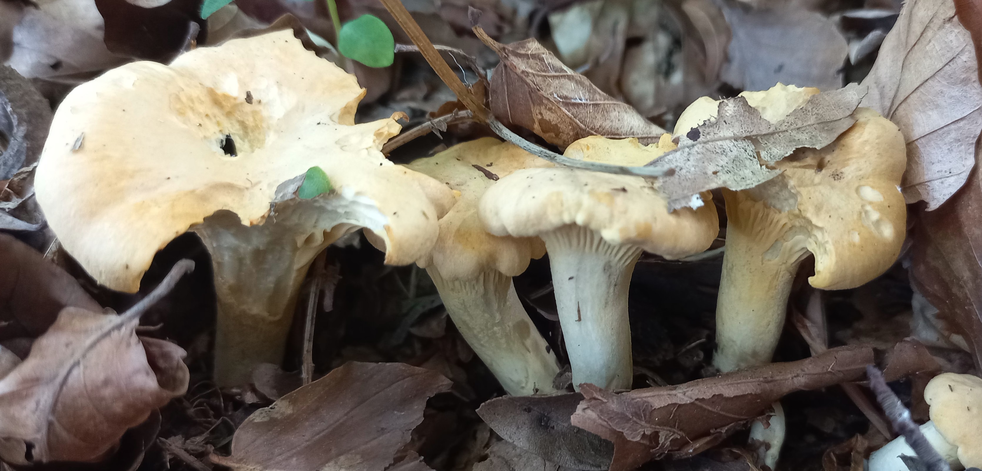 20250610_165704_Cantharellus pallens_portada facebook.jpg
