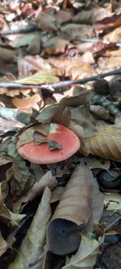 20251007_124544_Russula sp..jpg