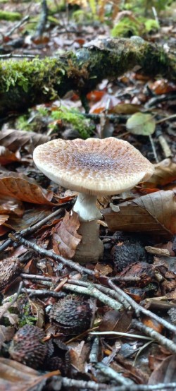 20250916_121359_Amanita rubescens.jpg