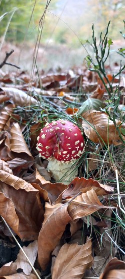 20251029_132953_Amanita muscaria.jpg
