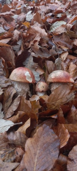 20251117_115739_Leccinum quercinum.jpg