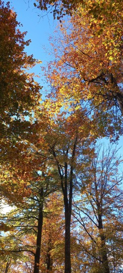 20251104_125501_Hayedo Otoño 1.jpg