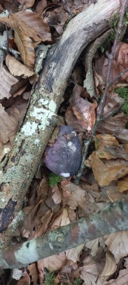 20250930_121210_Russula cyanoxantha bi.jpg
