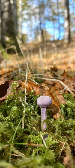20251014_114539_Laccaria amethystina.jpg