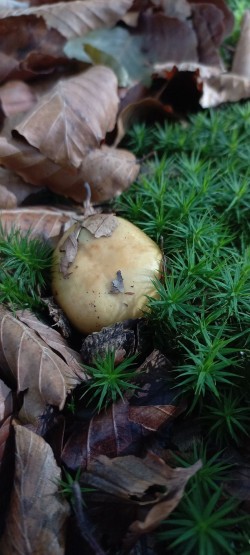 20251028_112330_Russula sp..jpg