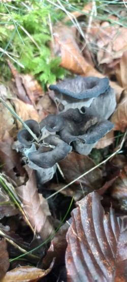 20251007_122304_Craterellus cornucopioides.jpg