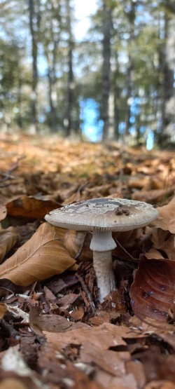 20251014_113802_Amanita rubescens.jpg