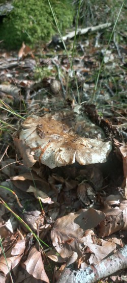 20250701_094057_Russula nigricans.jpg