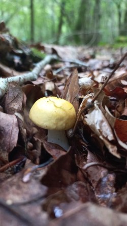 20250908_165339_Russula sp..jpg