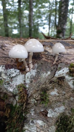 20250909_180901_Mucidula mucida.jpg