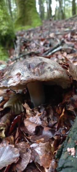 20250916_115723_Russula nigricans.jpg