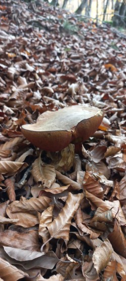 20251104_122135_Neoboletus erythropus.jpg