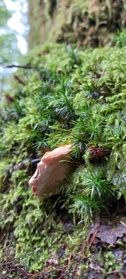 20250916_121029_Hydnum repandum.jpg