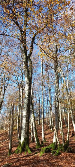 20251118_120728_Hayedo otoño.jpg