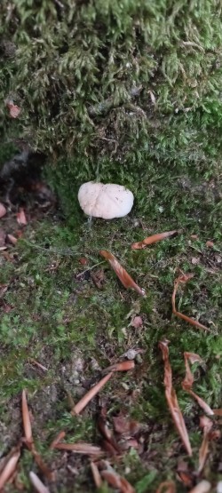 20250625_102646_Cantharellus Pallens.jpeg