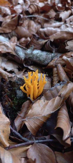 20251104_120548_Ramaria sp. 1.jpg