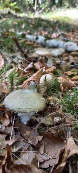 20250930_123122_Amanita excelsa.jpg