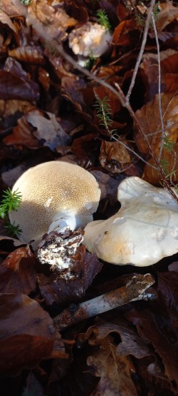 20251118_114746_Hydnum repandum.jpg