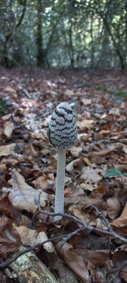 20251014_140517_Coprinopsis picacea.jpg