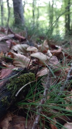 20250910_111209_Mycetinis alliaceus.jpg