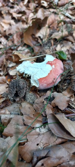 20250625_122233_Russula sp. .jpeg