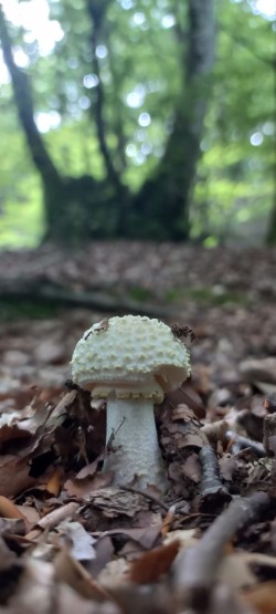 20250625_110922_Amanita sp..jpeg