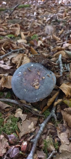 20251007_125521_Russula cyanoxantha1.jpg