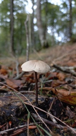 20250909_173321_Mycetinis alliaceus.jpg