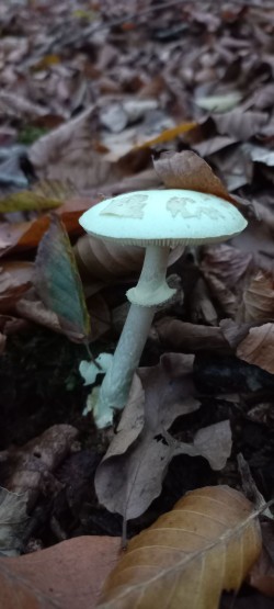 20251028_165631_Amanita citrina.jpg