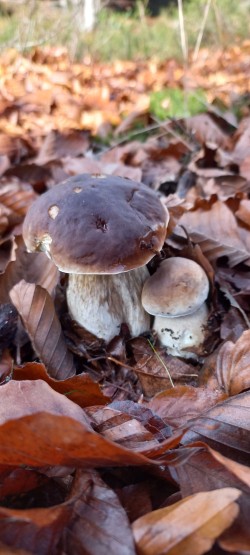 20251118_121706_Boletus edulis.jpg